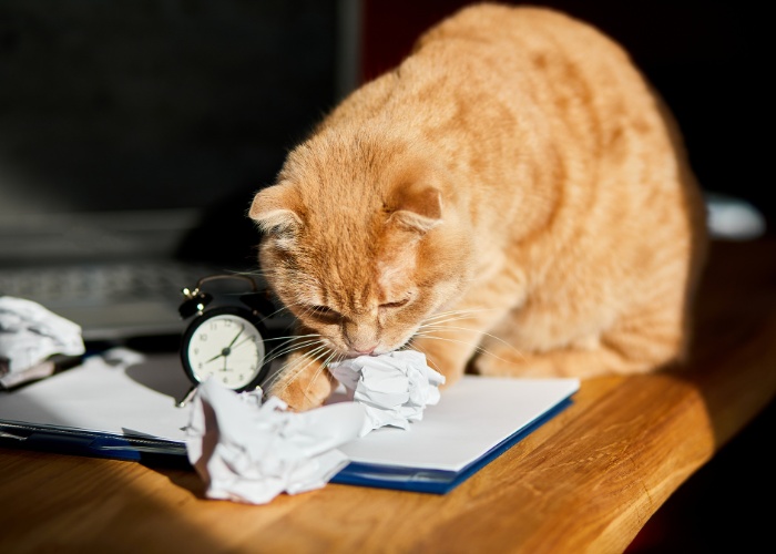 Das Bild zeigt eine verspielte Katze, die sich mit einem Blatt Papier beschäftigt.