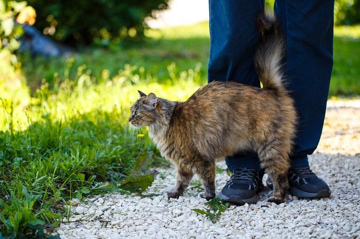 Eine Katze reibt ihre Duftdrüsen an einem Gegenstand.