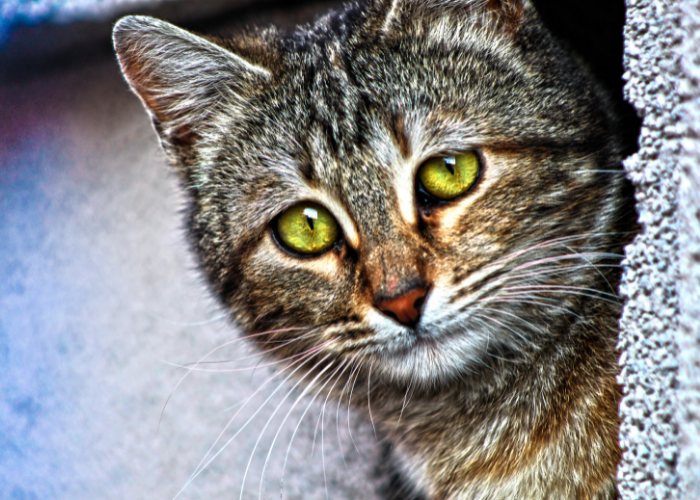 Bild einer traurigen Katze mit ausdrucksstarken Augen.