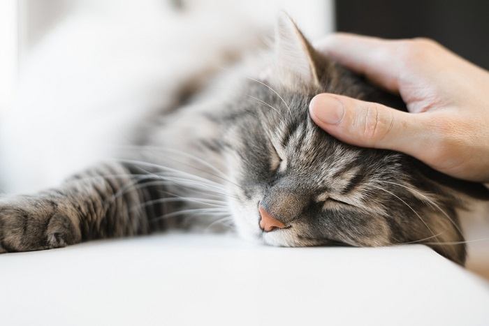 Eine heitere Katze, zusammengerollt in friedlichem Schlaf, eingekuschelt in ein gemütliches Plätzchen, verkörpert die Ruhe und den Komfort eines erholsamen Nickerchens.