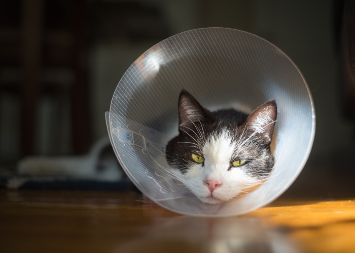 Eine Katze trägt ein traditionelles kegelförmiges Genesungshalsband, das oft nach medizinischen Eingriffen oder Operationen verwendet wird.