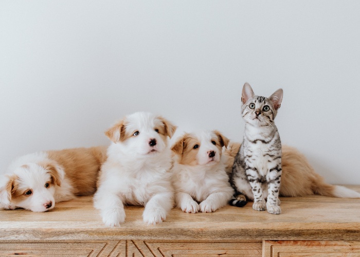 Inklusives Bild, das eine Katze zeigt, die unbeschwert mit einer Gruppe von Hunden zusammenlebt.