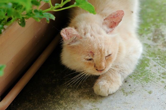 Eine Katze, die neben einer Topfpflanze auf dem Boden liegt.