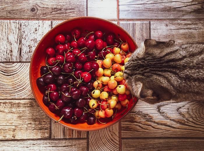 Bild zeigt eine Katze neben einer Schale mit Kirschen