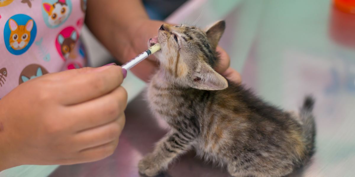 Entwurmung bei Katzen, ein wesentlicher Aspekt der Katzengesundheitspflege und Parasitenprävention.