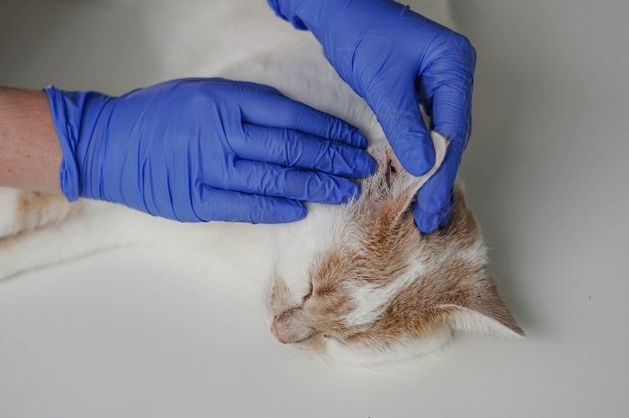 Ohrenentzündung bei einer Katze, wobei die Bedeutung der Diagnose und Behandlung von Ohrenentzündungen bei Katzen hervorgehoben wird.