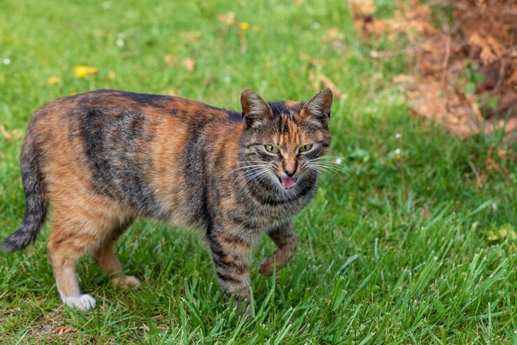 Foto einer Katze, die spielerisch ein Hinken vortäuscht und so ihre cleveren und unterhaltsamen Mätzchen bei der Suche nach Aufmerksamkeit und Interaktion zeigt.