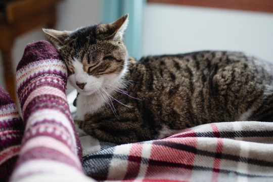 Wissen Katzen, wenn ihre Besitzer krank sind?