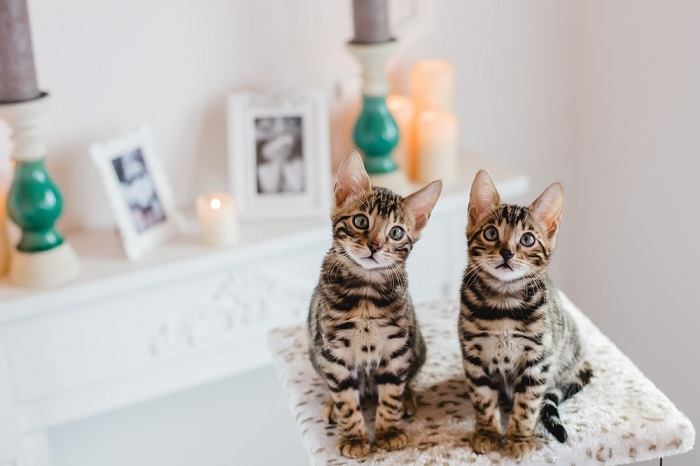 Kätzchen mit Leopardenmuster, das seine wilde und verspielte Natur zur Schau stellt.