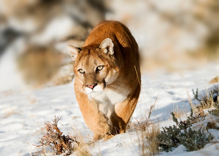 Schnappschuss eines Pumas bei der Jagd, der die wilde und entschlossene Natur dieses Spitzenprädators zeigt.