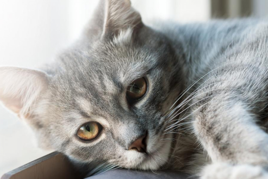 7 subtile Wege, wie Sie Ihre Katze unbeabsichtigt beleidigen könnten