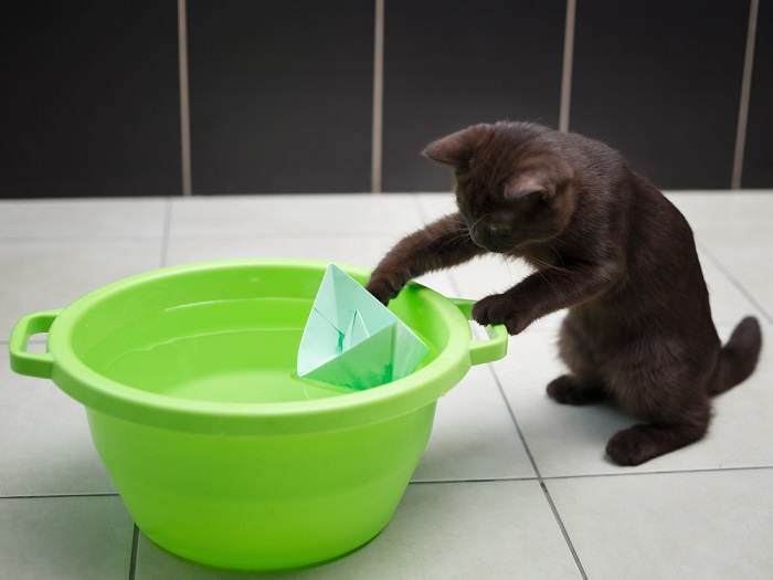 Katze spielt Papierboot in der Wasserschüssel