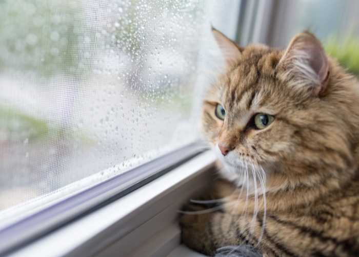 Melancholische Katze, die mit nachdenklichem Gesichtsausdruck aus einem Fenster blickt und einen Moment der Kontemplation und Selbstbeobachtung einfängt.