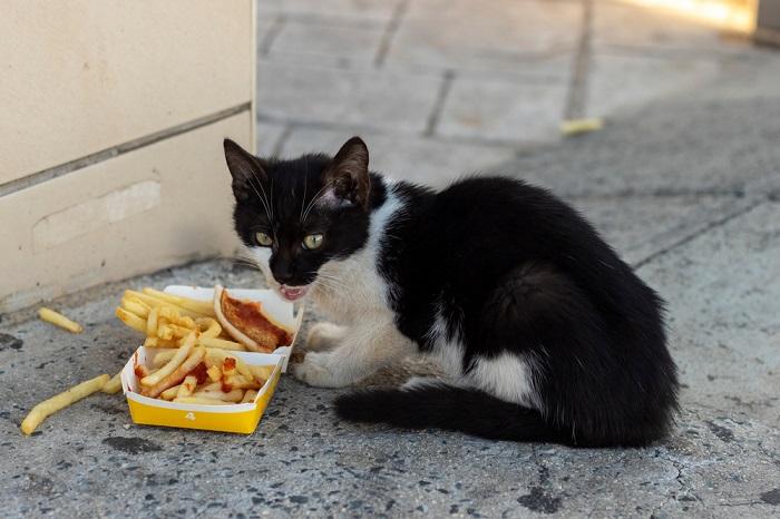 Das Bild zeigt ein streunendes Kätzchen, das Pommes frites isst. Es verdeutlicht die schwierigen Umstände, mit denen manche streunende Tiere konfrontiert sind, und die Bedeutung einer verantwortungsvollen Pflege und Ernährung für alle Katzen.