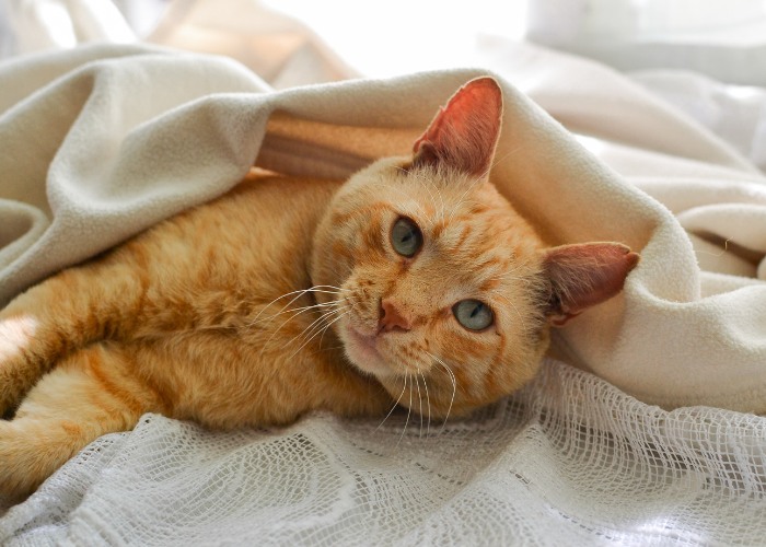 Süße orange Katze im Bett