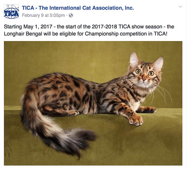 TICA (The International Cat Association) hat langhaarige Bengalkatzen anerkannt, die ihr einzigartiges und schönes Aussehen zur Schau stellen.