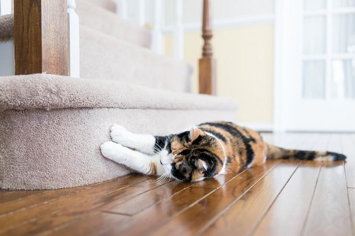 Die Motive hinter dem Kratzverhalten von Katzen werden aufgedeckt und ihre natürlichen Instinkte werden beleuchtet.