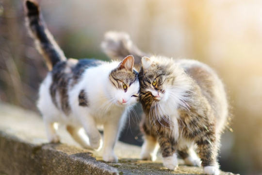 10 Anzeichen, dass Ihre Katze sich eine zweite Katze wünscht
