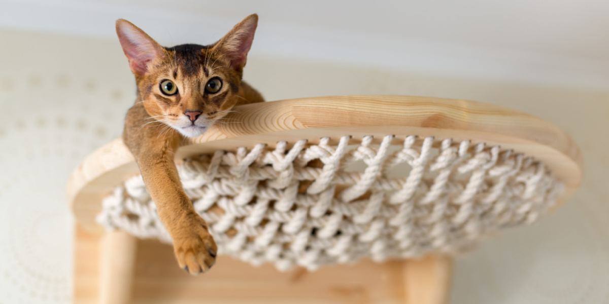 Nahaufnahme einer Abessinierkatze auf einer Holztreppe, die ihren neugierigen und abenteuerlichen Geist einfängt