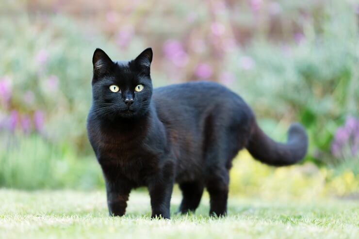 Schwarze Katze, die eine Aura des Mysteriösen und der Eleganz ausstrahlt