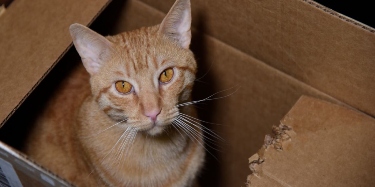 Katze kaut auf Pappe herum