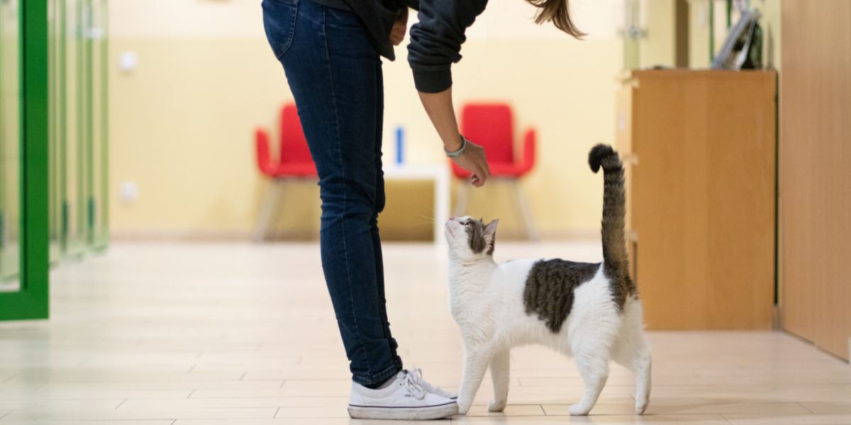 Das Bild zeigt eine Katze, die einer Person auf Schritt und Tritt folgt, möglicherweise mit neugierigem oder aufmerksamem Gesichtsausdruck.