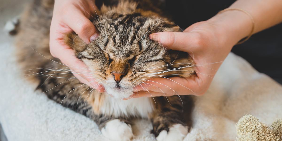 Bild, das die chiropraktische Behandlung von Katzen zeigt.