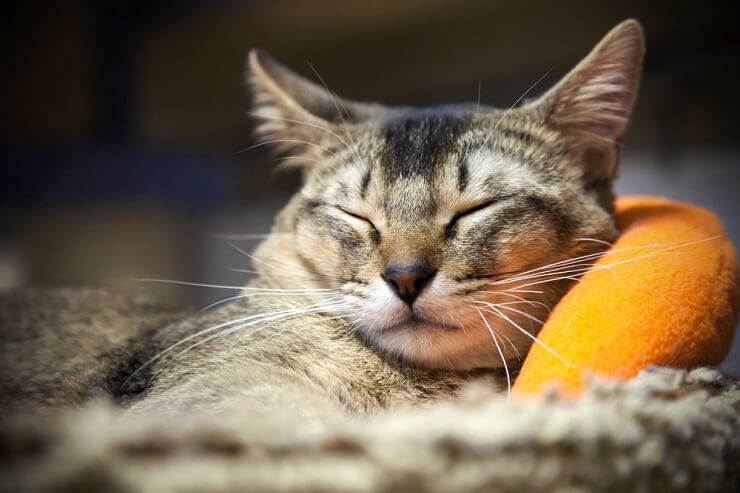 Ein Bild, das eine Katze in einem Zustand der Zufriedenheit zeigt, mit entspannter Haltung und möglicherweise halb geschlossenen Augen, und das die heitere und friedliche Natur einer zufriedenen Katze einfängt.