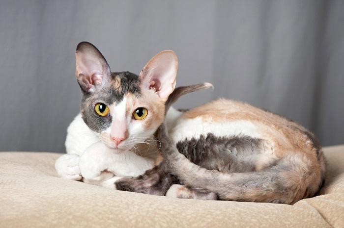 Cornish Rex Katze