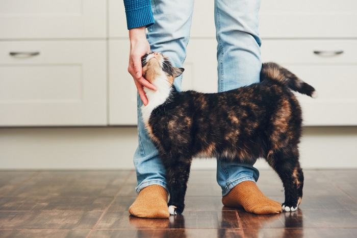 Das Bild zeigt wahrscheinlich eine neugierige Katze.