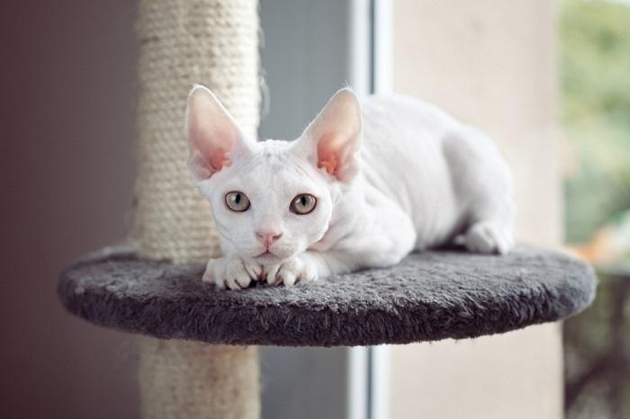 Devon Rex Katze im Kratzbaum