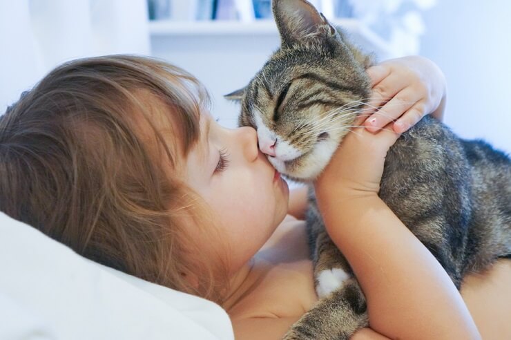 Eine Katze reibt ihr Gesicht an einer Oberfläche.