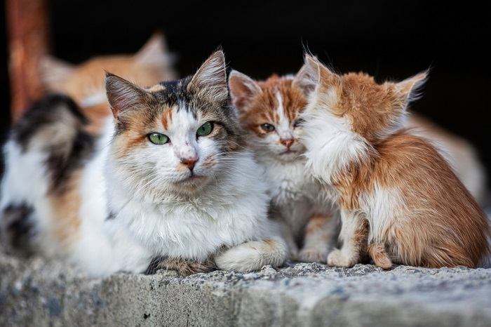 Wildkatzen haben Angst vor Menschen, was die vorsichtige und schreckhafte Natur wilder Katzenpopulationen verdeutlicht.