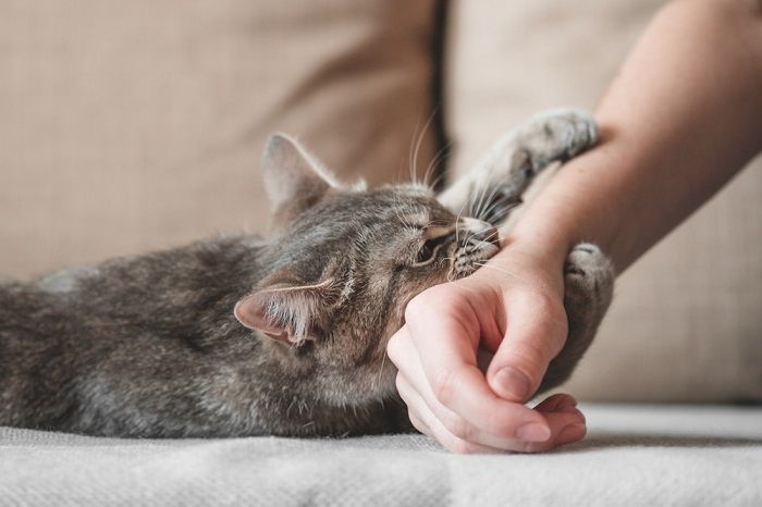 Katze zeigt Anzeichen von Frustration.