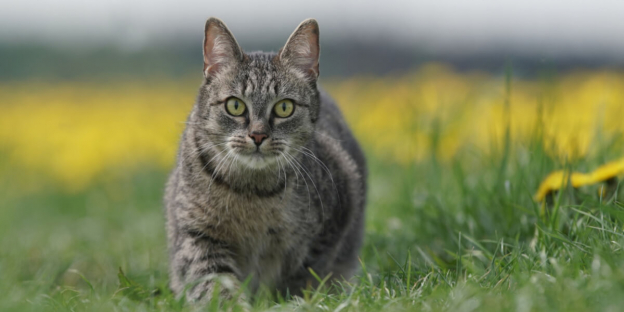 200 beste deutsche Katzennamen mit Bedeutung