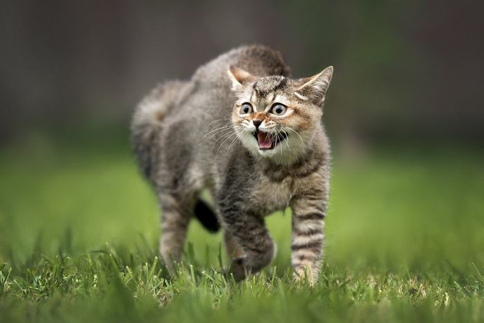 Eine knurrende Katze zeigt Anzeichen von Aggression oder Aufregung.