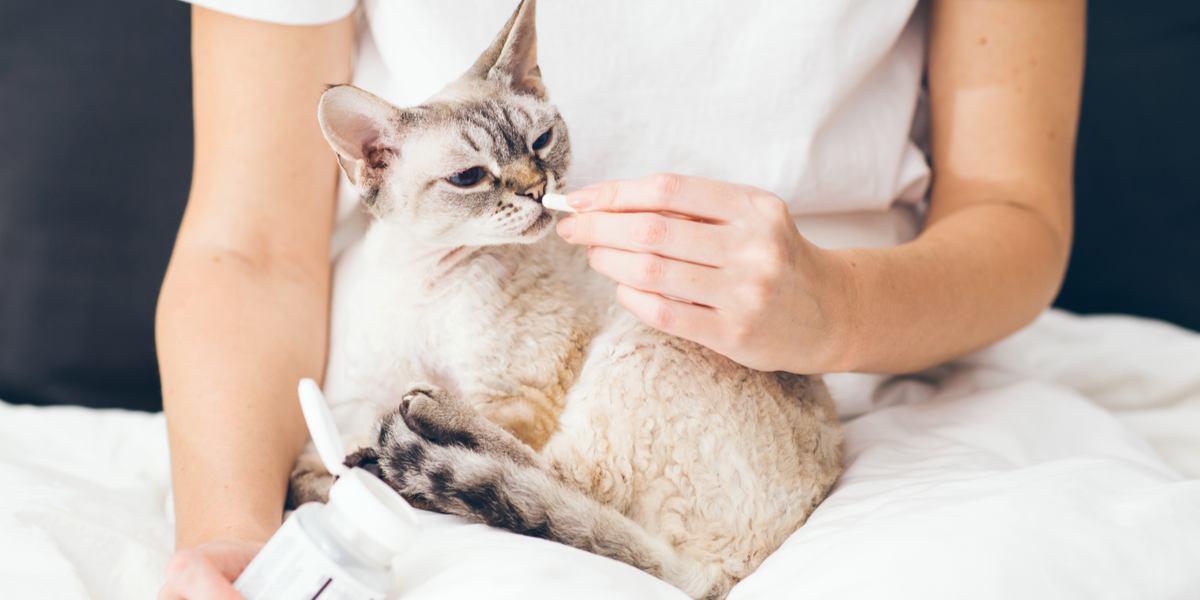 Bild, das den Vorgang der Verabreichung einer Pille an eine Katze illustriert und Einblicke in die Techniken und Strategien bietet, die eingesetzt werden können, um eine erfolgreiche Verabreichung des Medikaments sicherzustellen und gleichzeitig den Komfort und die Kooperation der Katze zu gewährleisten.