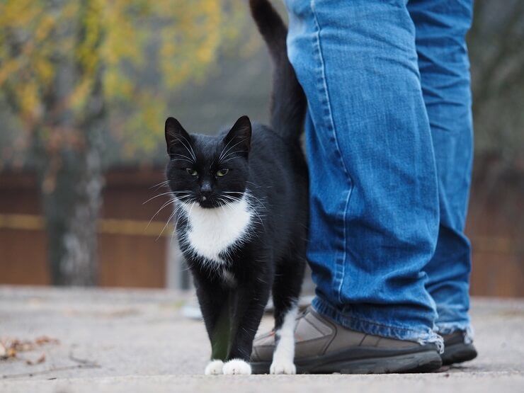 Das Bild zeigt eine Katze, die ihren Körper am Bein einer Person oder einem Gegenstand reibt.