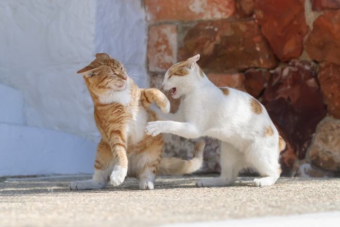 Fakten über Wildkatzen