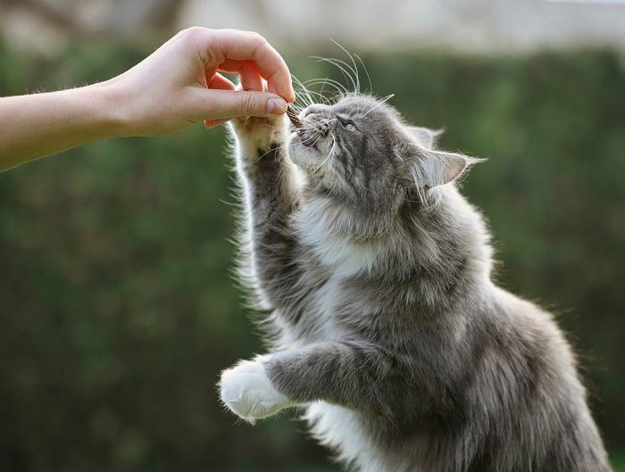 Auf dem Bild sind offenbar Maine-Coon-Katzen zu sehen.