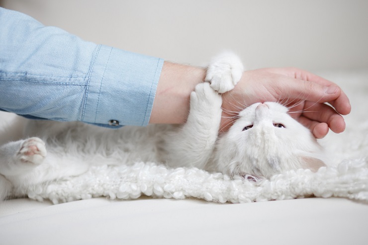 Das Bild zeigt möglicherweise eine Katze, die sanft an einem Menschen knabbert oder ihn anstupst.