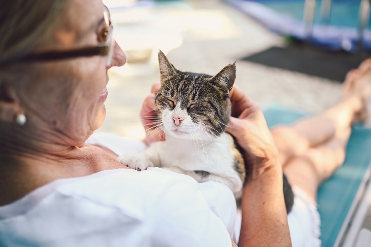 Ein faszinierendes Bild, das eine Katze zeigt, die sich selbst beruhigt, möglicherweise durch Fellpflege, Körpersprache oder andere Handlungen, die ein Gefühl von Geborgenheit und Sicherheit vermitteln und die Fähigkeit der Katze verdeutlichen, mit ihren eigenen Emotionen umzugehen.