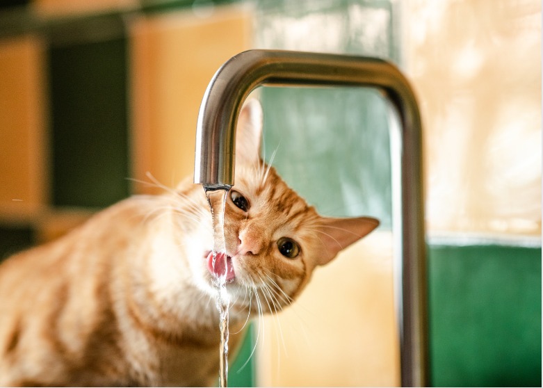 Katze trinkt Wasser aus dem Wasserhahn