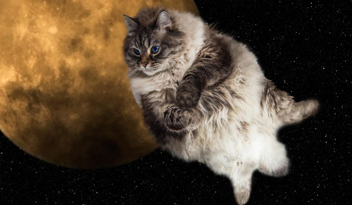 Weltraumkatze in einem komprimierten Bild, das katzenartigen Charme mit den Wundern des Kosmos verbindet