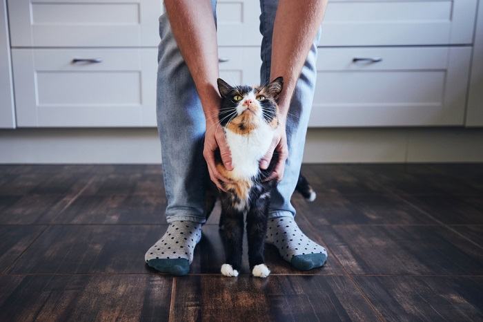 Das Bild scheint eine Katze mit territorialem Verhalten darzustellen.