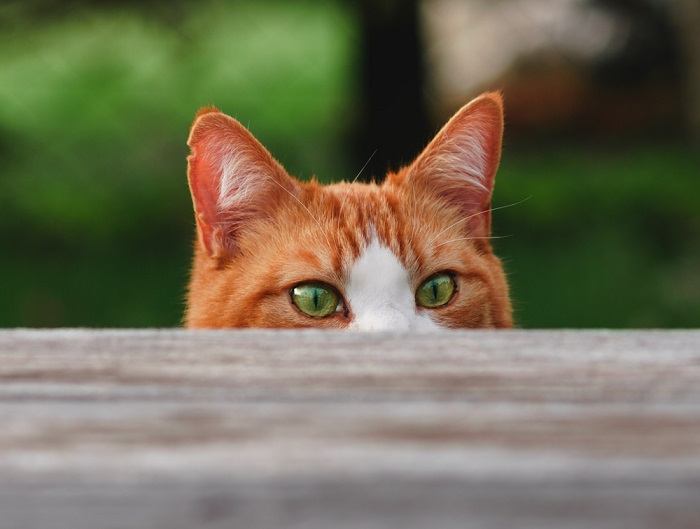 Schüchterne Katzen ziehen sich vorsichtig zurück und suchen sich Verstecke zwischen Kisten und Möbeln.