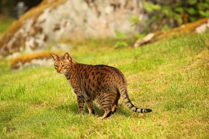 Katze wedelt mit dem Schwanz und drückt damit möglicherweise verschiedene Emotionen oder Reaktionen aus.