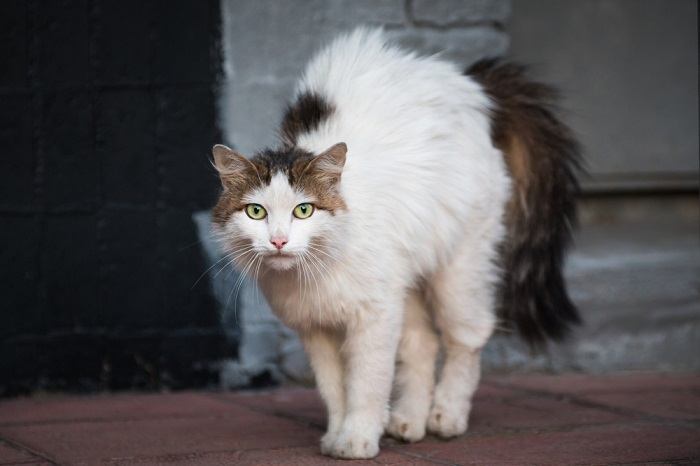 Fakten über Wildkatzen