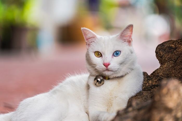 Weiße Katze mit zwei verschiedenfarbigen Augen in einem komprimierten Bild, das ihre faszinierende Heterochromie zeigt.