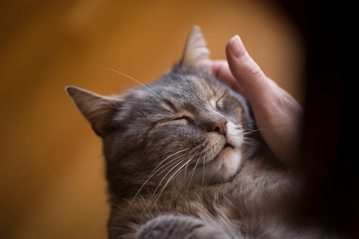 Ein informatives Bild, das die Gründe für das Schnurren von Katzen erörtert, möglicherweise mit einem begleitenden Text, der erklärt, wie das Schnurren von Katzen als Mittel zur Kommunikation, Entspannung und Zufriedenheit dient und Licht auf dieses einzigartige Katzenverhalten wirft.